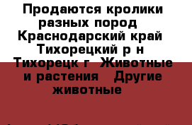 Продаются кролики разных пород - Краснодарский край, Тихорецкий р-н, Тихорецк г. Животные и растения » Другие животные   